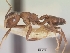  (Crematogaster ranavalonae - CASENT0067031-D01)  @13 [ ] CreativeCommons - Attribution Non-Commercial No Derivatives (2011) Brian Fisher California Academy of Sciences