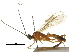  (Exasticolus robertofernandezi - DHJPAR0029394)  @12 [ ] CreativeCommons - Attribution (2018) CBG Photography Group Centre for Biodiversity Genomics