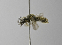  (Halictus tumulorum - 1399-B10)  @14 [ ] CreativeCommons - Attribution Non-Commercial Share-Alike (2010) Unspecified York University