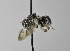  (Afranthidium - 1408-G05)  @14 [ ] CreativeCommons - Attribution Non-Commercial Share-Alike (2010) Unspecified York University