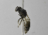  (Andrena ISR02 - 1407-G08)  @14 [ ] CreativeCommons - Attribution Non-Commercial Share-Alike (2010) Unspecified York University