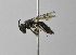  (Andrena ISR02 - 1408-H01)  @14 [ ] CreativeCommons - Attribution Non-Commercial Share-Alike (2010) Unspecified York University