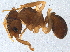  ( - 10BELIZE-0229)  @12 [ ] CreativeCommons - Attribution (2014) CBG Photography Group Centre for Biodiversity Genomics