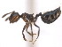  (Crematogaster limata - 10BELIZE-0373)  @15 [ ] Unspecified (default): All Rights Reserved  Unspecified Unspecified