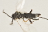  ( - DHJPAR0035393)  @12 [ ] CreativeCommons - Attribution Non-Commercial Share-Alike (2015) Jose L. Fernandez-Triana Canadian National Collection