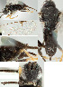  ( - DHJPAR0035504)  @12 [ ] CreativeCommons  Attribution Non-Commercial Share-Alike (2018) Jose Fernandez-Triana Canadian National Collection of Insects, Arachnids and Nematodes