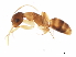 (Camponotus MAS024 - 10BZMT-0536)  @13 [ ] CreativeCommons - Attribution (2010) CBG Photography Group Centre for Biodiversity Genomics