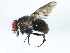  ( - 10BZMT-0681)  @13 [ ] CreativeCommons - Attribution (2011) CBG Photography Group Centre for Biodiversity Genomics