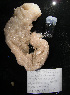  ( - A1SYN97)  @11 [ ] CreativeCommons - Attribution Non-Commercial Share-Alike (2011) A. Dettai Museum National Histoire Naturelle
