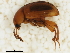  (Leiodes polita - BIOUG00824-D02)  @13 [ ] CreativeCommons - Attribution (2011) CBG Photography Group Centre for Biodiversity Genomics