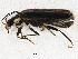  ( - BIOUG00824-E08)  @13 [ ] CreativeCommons - Attribution (2011) CBG Photography Group Centre for Biodiversity Genomics