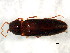  ( - BIOUG00818-A06)  @12 [ ] CreativeCommons - Attribution (2011) CBG Photography Group Centre for Biodiversity Genomics