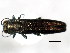  ( - BIOUG00818-E06)  @13 [ ] CreativeCommons - Attribution (2011) CBG Photography Group Centre for Biodiversity Genomics