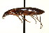  ( - AS20100060)  @11 [ ] CreativeCommons - Attribution (2010) CBG Photography Group Centre for Biodiversity Genomics