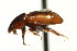  (Blackburneus - AS20100088)  @14 [ ] CreativeCommons - Attribution (2010) CBG Photography Group Centre for Biodiversity Genomics