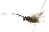  (Microgaster jft03 - 07PROBE-20403)  @11 [ ] CreativeCommons - Attribution (2010) CBG Photography Group Centre for Biodiversity Genomics