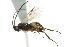  ( - 07PROBE-22328)  @13 [ ] CreativeCommons - Attribution (2010) CBG Photography Group Centre for Biodiversity Genomics