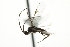  ( - 07PROBE-22387)  @13 [ ] CreativeCommons - Attribution (2010) CBG Photography Group Centre for Biodiversity Genomics