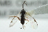  ( - 07PROBE-22389)  @12 [ ] CreativeCommons - Attribution (2010) CBG Photography Group Centre for Biodiversity Genomics