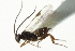  ( - 07PROBE-22426)  @13 [ ] CreativeCommons - Attribution (2010) CBG Photography Group Centre for Biodiversity Genomics