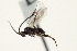  ( - 07PROBE-23395)  @13 [ ] CreativeCommons - Attribution (2010) CBG Photography Group Centre for Biodiversity Genomics