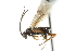  (Microgaster hospes - 07PROBE-23422)  @15 [ ] CreativeCommons - Attribution (2010) CBG Photography Group Centre for Biodiversity Genomics