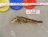  (Notophthalmus - NOVIR-CMNAR 30426)  @11 [ ] Unspecified (default): All Rights Reserved  Unspecified Unspecified