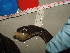  (Nerodia - NESIP-CMNAR 31112)  @13 [ ] Unspecified (default): All Rights Reserved  Unspecified Unspecified