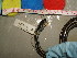  (Thamnophis sauritus - THSAU-CMNAR 31173)  @13 [ ] Unspecified (default): All Rights Reserved  Unspecified Unspecified