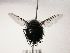  (Bombyliomyia Janzen4755 - Haber 000141)  @11 [ ] Unspecified (default): All Rights Reserved  Unspecified Unspecified