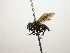  (Lixophaga Janzen1038 - Haber 000350)  @14 [ ] Unspecified (default): All Rights Reserved  Unspecified Unspecified