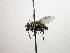  (Lixophaga Janzen1046 - Haber 000445)  @12 [ ] Unspecified (default): All Rights Reserved  Unspecified Unspecified