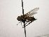  (Lixophaga Janzen6575 - INB0003066575)  @11 [ ] Unspecified (default): All Rights Reserved  Unspecified Unspecified