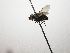  (Lixophaga Janzen1034 - INB0003553034)  @12 [ ] Unspecified (default): All Rights Reserved  Unspecified Unspecified