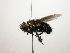  (Chrysoexorista Malaise4064 - Haber 000494)  @12 [ ] Unspecified (default): All Rights Reserved  Unspecified Unspecified
