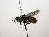  (Copecrypta Malaise5868 - Haber 000519)  @13 [ ] Unspecified (default): All Rights Reserved  Unspecified Unspecified