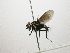  (Lixophaga Janzen1054 - INB0003116025)  @13 [ ] Unspecified (default): All Rights Reserved  Unspecified Unspecified