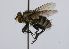  (Vibrissina sp. 2 - INB0003119596)  @11 [ ] Unspecified (default): All Rights Reserved  Unspecified Unspecified