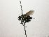  (Lixophaga Janzen7085 - INB0003157085)  @11 [ ] Unspecified (default): All Rights Reserved  Unspecified Unspecified