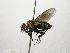  (Lixophaga Janzen1059 - INB0003320307)  @13 [ ] Unspecified (default): All Rights Reserved  Unspecified Unspecified