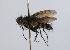  (Vibrissina sp. 3 - INB0003331384)  @11 [ ] Unspecified (default): All Rights Reserved  Unspecified Unspecified