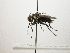  (Lixophaga Janzen1068 - INB0003496276)  @12 [ ] Unspecified (default): All Rights Reserved  Unspecified Unspecified