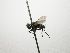  (Lixophaga Janzen1056 - INB0003498593)  @13 [ ] Unspecified (default): All Rights Reserved  Unspecified Unspecified