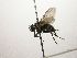  (Lixophaga Janzen1067 - INB0003526521)  @14 [ ] Unspecified (default): All Rights Reserved  Unspecified Unspecified
