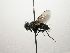  (Lixophaga Janzen1069 - INB0003526522)  @12 [ ] Unspecified (default): All Rights Reserved  Unspecified Unspecified