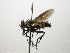  (Lixophaga Janzen2237 - INB0003535373)  @14 [ ] Unspecified (default): All Rights Reserved  Unspecified Unspecified
