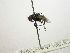  (Myiopharus sp. 17 - INBIOCRI002552770)  @11 [ ] Unspecified (default): All Rights Reserved  Unspecified Unspecified