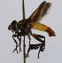  (Trichopoda CR 143 - INB0003050374)  @11 [ ] Unspecified (default): All Rights Reserved  Unspecified Unspecified
