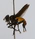  (Eutrichopoda - INB0003158236)  @13 [ ] Unspecified (default): All Rights Reserved  Unspecified Unspecified