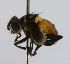  (Eutrichopoda CR 137 - INB0003171278)  @11 [ ] Unspecified (default): All Rights Reserved  Unspecified Unspecified